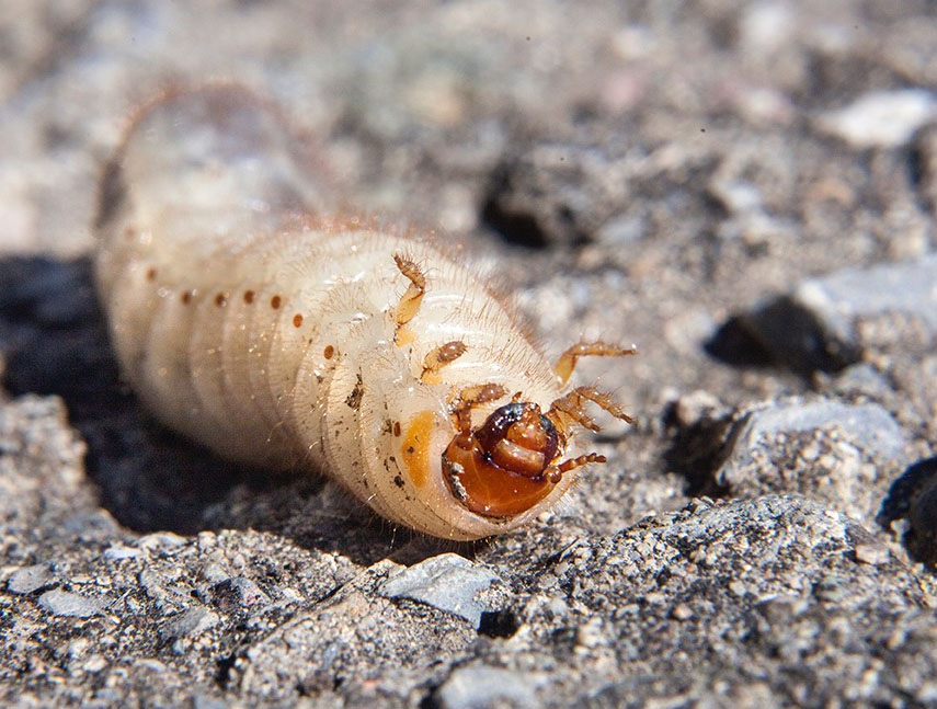 larve di coleotteri invasive nel compost: Cetoniidae sp.